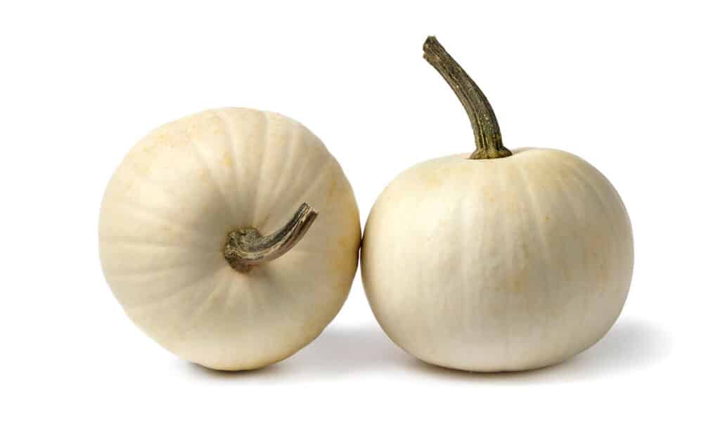 Lumina 南瓜（Lumina Pumpkins）