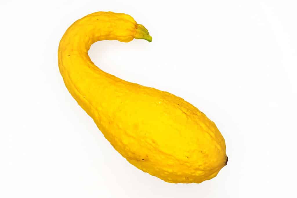 黄皮曲颈南瓜（Crookneck Squash）