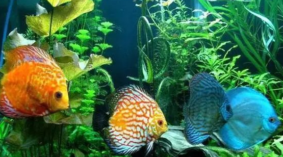 七彩神仙鱼不吃食怎么办？看了本文就明白了