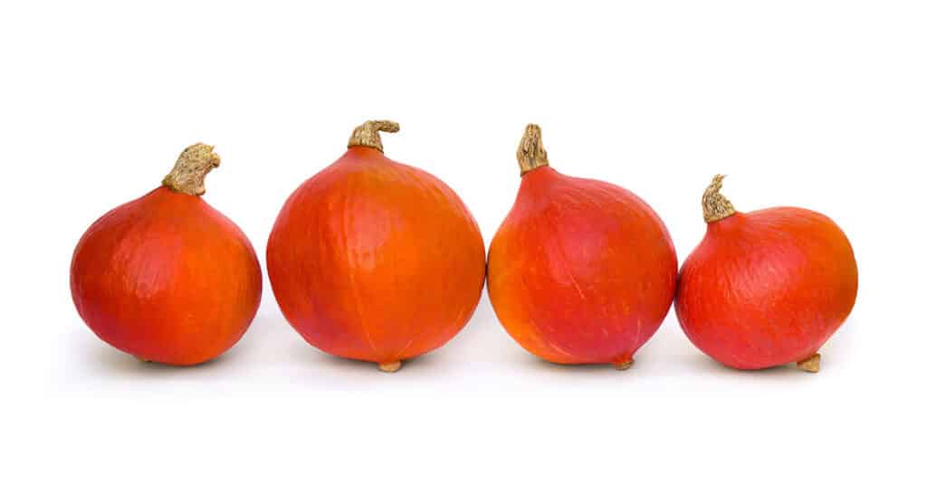 红栗南瓜（Red Kuri Squash）