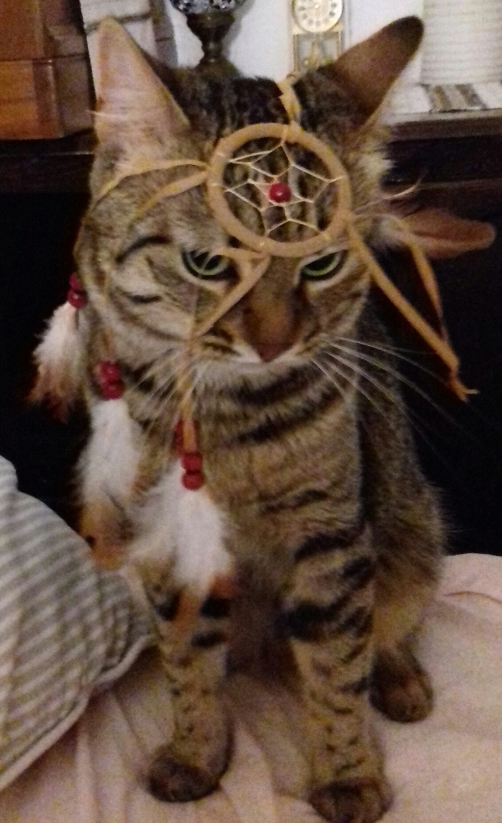 All'ingresso del castello nelle stanze dei cassetti... - Pagina 28 Img-2108