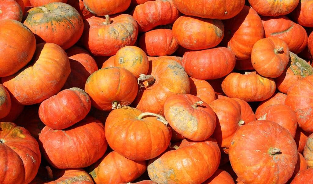 红皮南瓜（Ambercup Squash）