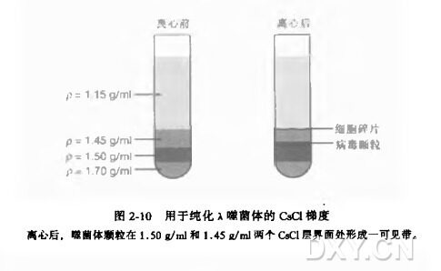 通过CsCl 等密度梯度离心纯化λ噬菌体颗粒实验