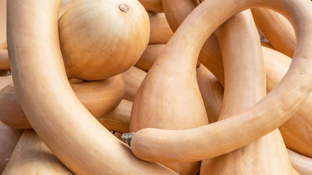 长号瓜（Tromboncino Squash）