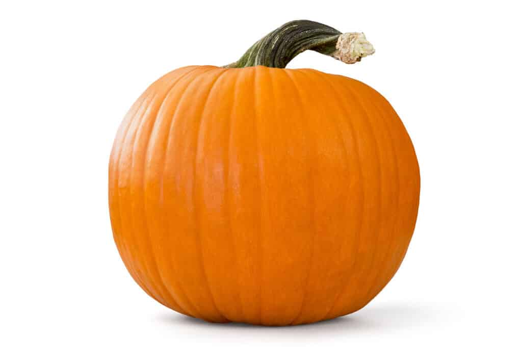 秋金南瓜（Autumn Gold Pumpkins）