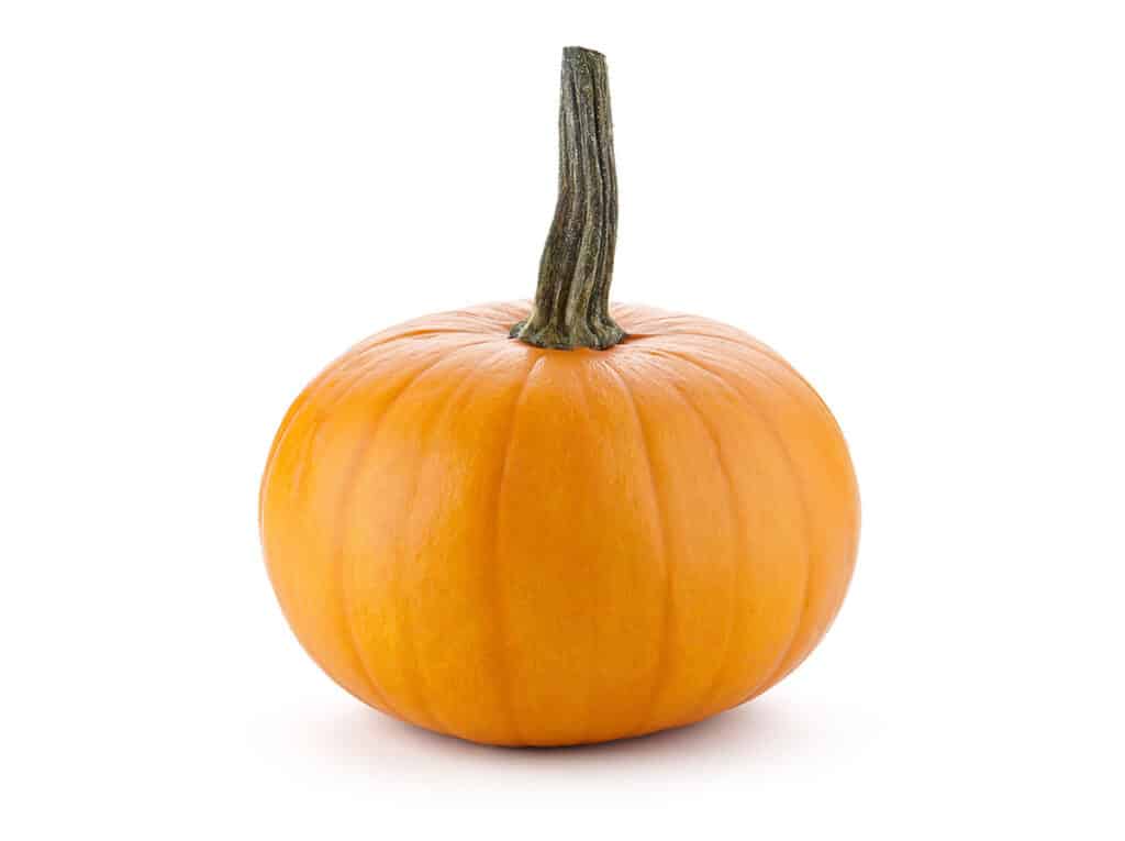 小熊南瓜（Baby Bear Pumpkins）