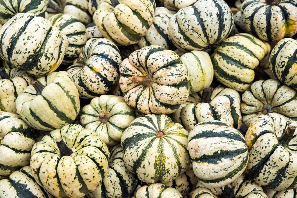狂欢节南瓜或庆典南瓜（Carnival Squash）