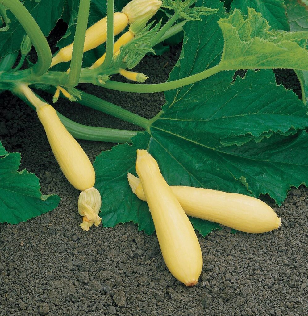 财富南瓜（Fortune Squash）